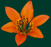 photograph of the provincial flower of
	        Saskatchewan